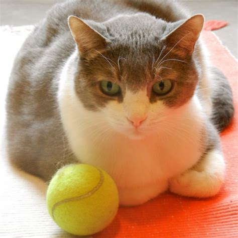 Mytennislessons Top 10 Cutest Tennis Cats