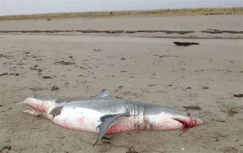 Seagulls Spotted Feasting On Great White Shark With Blood Pouring From