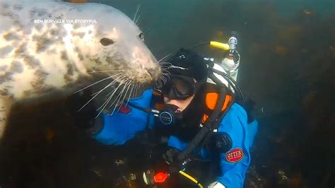 Playful Seal Leaves Diver Breathless By Removing His Mouthpiece Abc7 Los Angeles