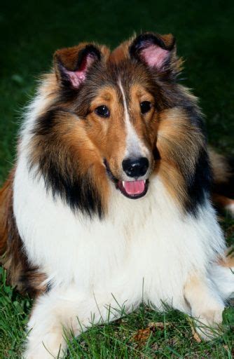 Collies The Breed That The Famous Dog Star Lassie Was My