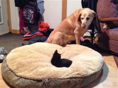Cats Taking Over Dog Beds 19 Pics Pleated Jeans