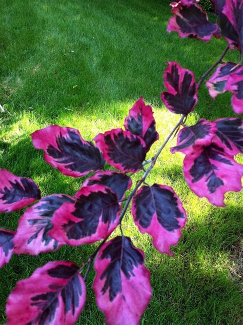 Tricolor European Beech Stunning Purpe Pink And White Leaves 3