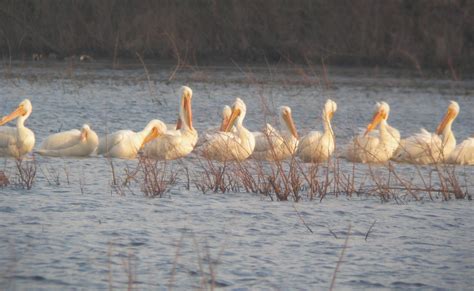 American White Pelicans Willow Slough Fwa Newton County Flickr