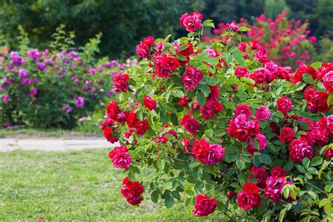 5 Types Of Rose Bushes To Grow In Any Landscaping Project Az Animals