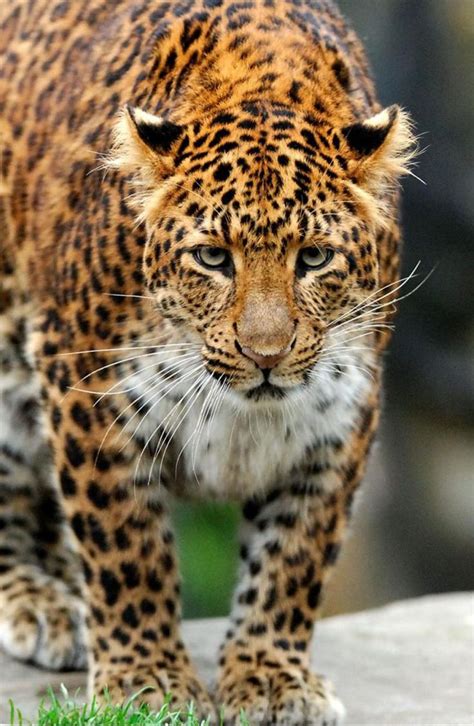 Amur Leopard Species Wwf Amur Leopard Big Cats Wild Cats
