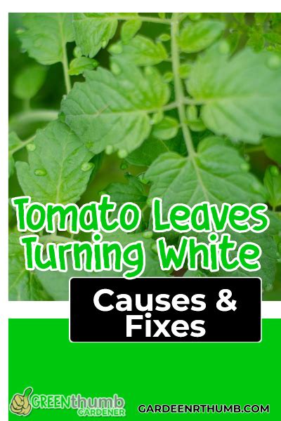 Tomato Leaves Turning White Identify And Treatment Plan Green Thumb