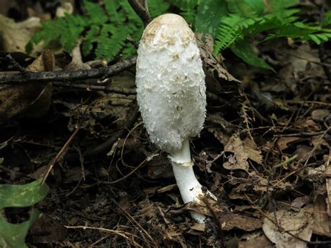Cooking And Hunting Shaggy Manes Coprinus Comatus Or Lawyers Wig