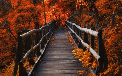 Download Fall Man Made Bridge Hd Wallpaper