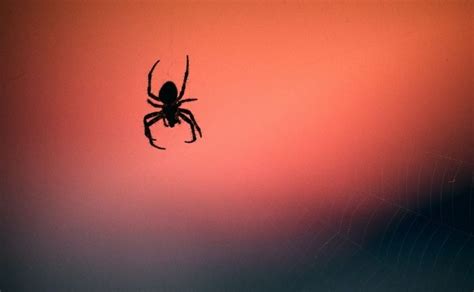 Significado de tener arañas en tu casa y por qué no debes matarlas