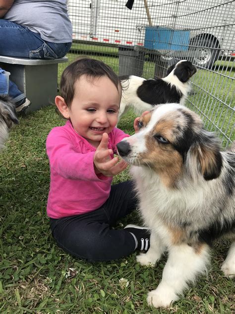 Petting Zoo Doggos Expression Says It All Rfunny