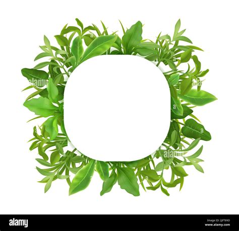 Grass Herbs Young Plant Seedlings Leaves Decorative Realistic Green Square Frame On White