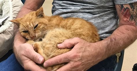Missing Cat Reunited With Owner After 14 Years