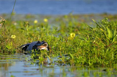 Water Nature Grass Marsh Swamp Bird Image Free Photo