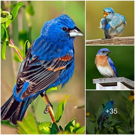 16 Of The Most Gorgeous Blue Birds On The Planet