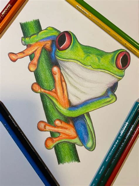 Coloured Pencil Tree Frog Prismacolor Art Color Pencil Art Crayon