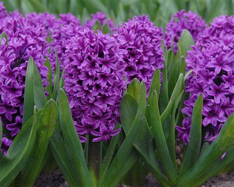 Hyacinth Miss Saigon Bulbs — Buy Online At Farmer Gracy Uk
