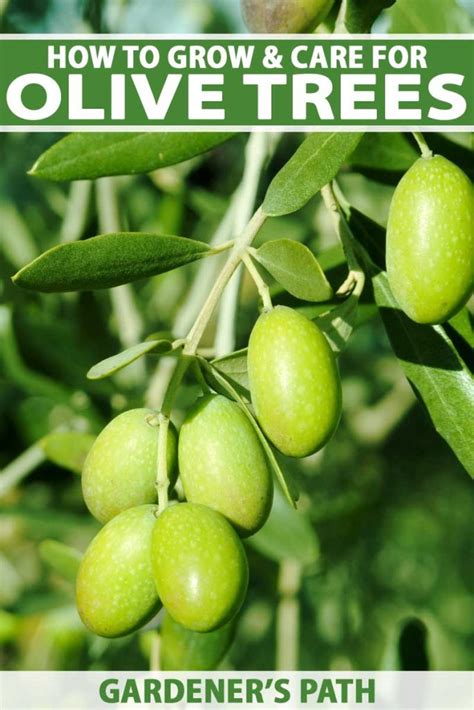 Types Of Olive Trees In Florida Lise Barnard