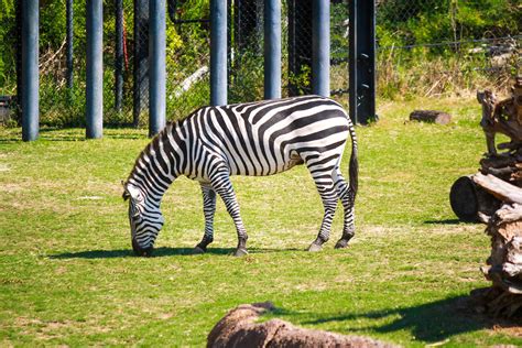 Zebra At Dallas Zoo André Scultori Flickr