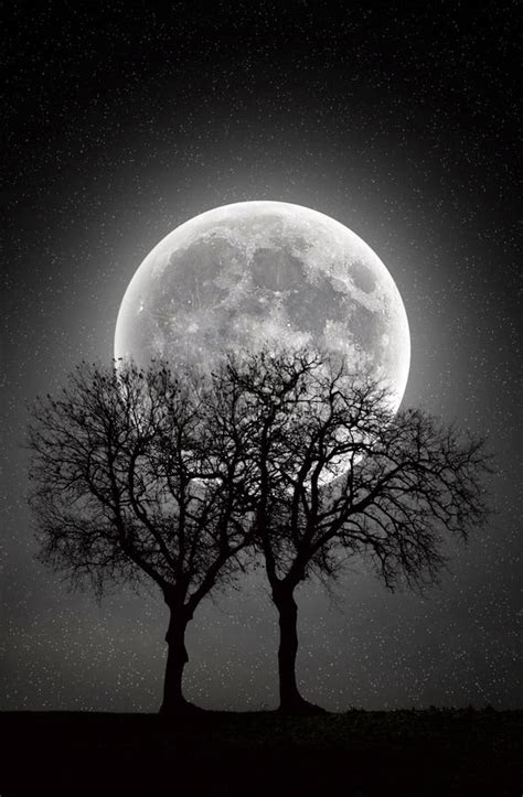 Trees In Full Moon Stock Image Image Of Light Scene 48509463