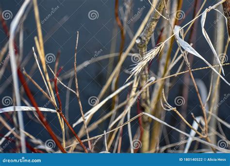 Closeup Of Grasses And Red Stems Stock Photo Image Of Winter Life