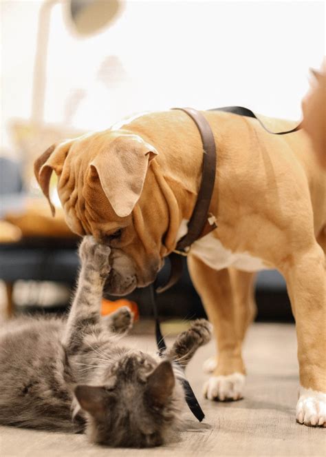 Cuatro Secretos Para Lograr Una Amistad Entre Perros Y Gatos Distrito
