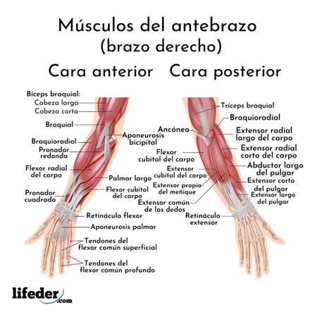 Músculos Del Brazo Y Antebrazo Descripción Y Funciones Imágenes