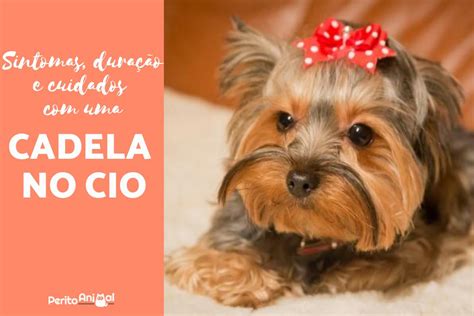 Quantos Dias Cio Cadela