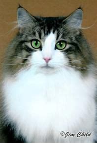 The norwegian forest cat is the official cat of norway. Kashi Saga - Norwegian Forest Cat Breeder New Jersey, USA ...