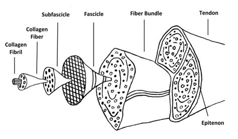 A tendon or sinew is a tough band of fibrous connective tissue that connects muscle to bone and is capable of. 1 Schematic diagram of tendon microstructure demonstrating ...