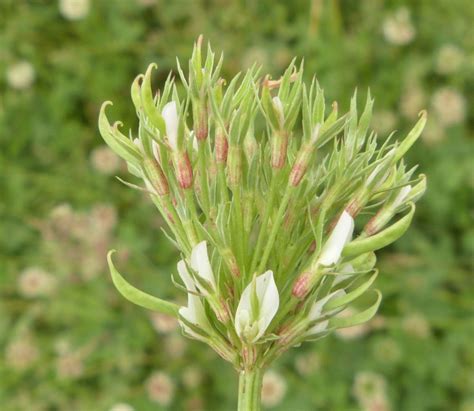 Clover Phyllody Naturespot