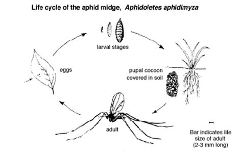 But beforehand the females secrete themselves into crevices, under bark, or within cracked twigs. Article sur la lutte biologique suite