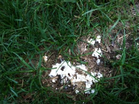 What Is This White Stuff All Over My Yard Diy Home Improvement Forum