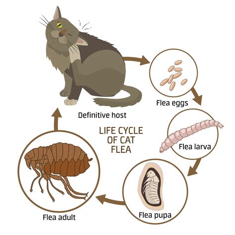 Fleas 101 Protecting Your Pets And Home Tevra Pet