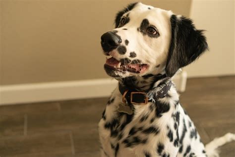 Long Haired Dalmatian Pictures Facts And History Hepper