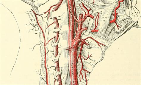 Arteries In Neck Common Carotid Artery Physiopedia From This Trunk