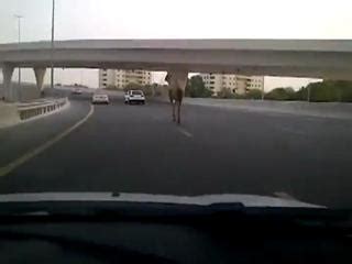 Camel Cruising Through Dubai S Highway Video Ebaum S World