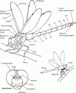 Odonata.dk | Info
