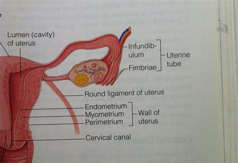 A man/woman of (many) ˈparts. Lab Module 25: Part 1- Female Reproductive at Florida Gulf Coast University - StudyBlue