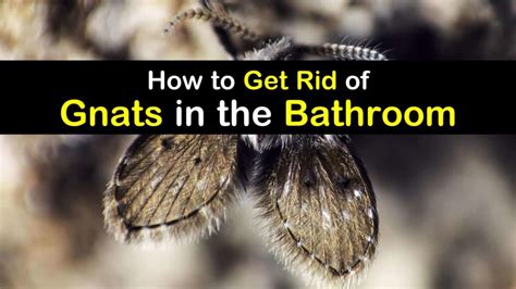 You can also use a dehumidifier to reduce dampness in bathrooms. Bathroom Gnats Infestation - How to Get Rid of Gnats in ...