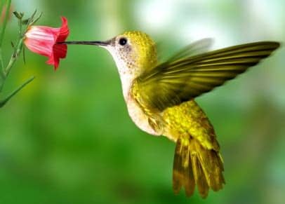 Son muchos los animales que respiran por la piel, aunque algunos de ellos, debido a su tamaño, deben además, debemos saber que los animales que respiran por la piel tienen un tegumento o tejido epidérmico extremadamente fino para que pueda producirse el intercambio gaseoso. Festival Internacional del Colibrí en San Miguel de Allende
