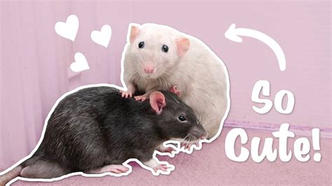 Happy Rats Cuddling And Grooming Each Other For 3 Minutes Youtube