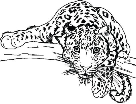It's excellent for those who love animals. Baby Snow Leopard Coloring Pages at GetColorings.com ...