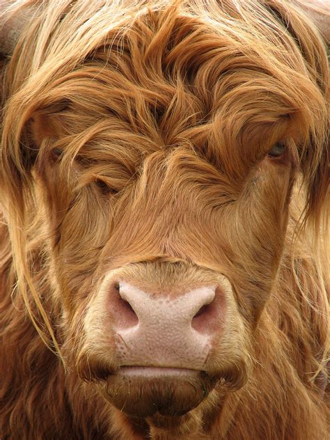 Highland Cow By Ronald Hudson 500px Vaches Et Veaux Photo Vache Veaux