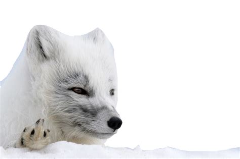 Arctic Fox Png Image Png All Png All