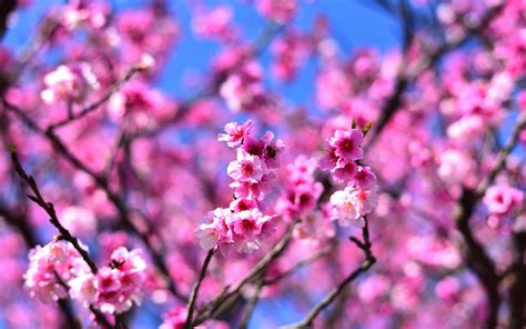 4k Cherry Blossom Wallpapers Top Free 4k Cherry Blossom Backgrounds