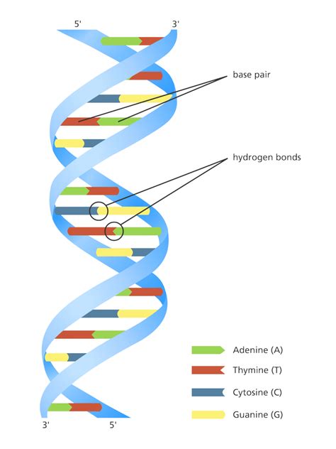 Download Illustration Showing The Double Helix Structure Of Colour