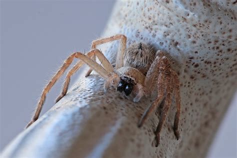 Olios Giganteus Giant Crab Spider In Tucson Arizona United States