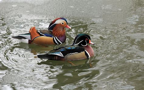 Mandarin Duck Full Hd Wallpaper And Background Image X Id