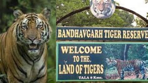 Bandhavgarh Tiger Reserve In World Top Ten Discoveries Heritage Daily