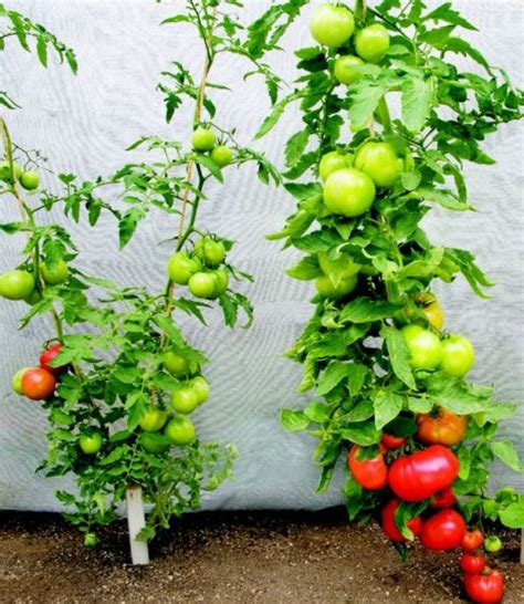 Tomato Pruning Best Practices Watters Garden Center